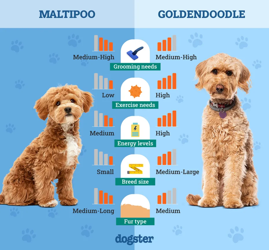 Dogster_Side by Side Comparison_ Maltipoo vs Goldendoodle
