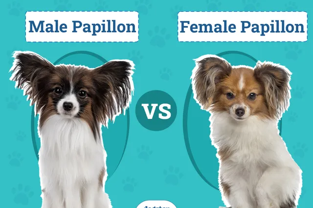 Male vs Female Papillon: What’s the Difference (With Pictures)