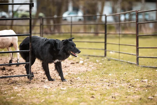 How to Entertain a Herding Dog: 15 Vet-Approved Ideas