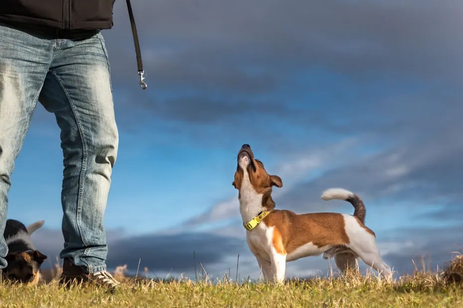 Jack-Russell-Terrier-standing-with-his-owner