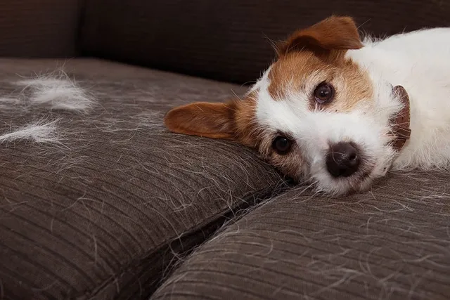 Is My Puppy Supposed to Shed? Vet-Verified Facts & Info