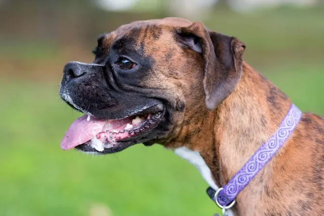 My Dog Is Drooling a Lot: When to Be Concerned (Vet Answer)