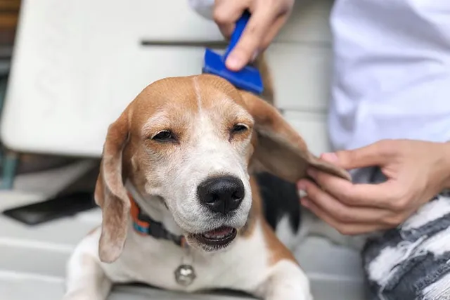 How to Groom a Beagle: 10 Vet Reviewed Bathing & Cleaning Tips