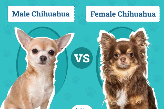 Male vs Female Chihuahuas: The Differences, With Pictures (Vet-Reviewed)