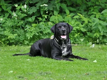 10 Top Sporting Dog Breeds (With Info & Pictures)