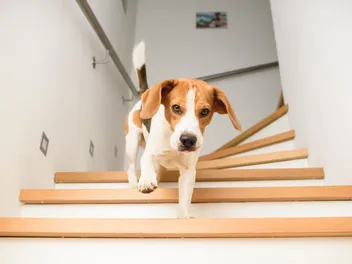 How To Keep Dogs From Going Upstairs: 8 Vet-Verified Tips