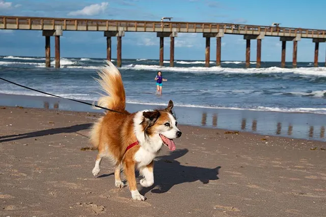 Top 10 Dog Friendly Beaches in St. Augustine, FL You Can Visit Today