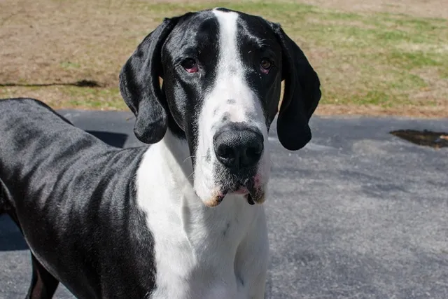 How Smart Are Great Danes? Breed History & Intelligence