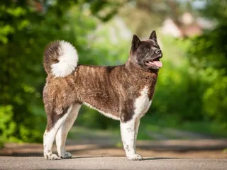 What Were Akitas Bred For? History, Facts & Breed Info