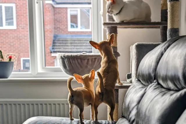Why Ned & Fred Have Ruined Me For Other Pets