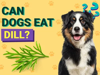 Can Dogs Eat Dill? Vet-Verified Nutrition Facts & Preparation Ideas