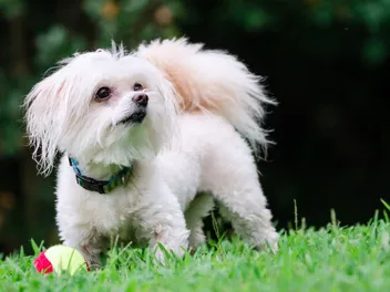 Malti-Poo (Maltese & Miniature Poodle Mix): Info, Pictures, Care & More