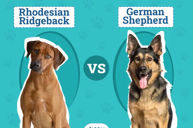 Rhodesian Ridgeback vs. German Shepherd: Key Differences (with Pictures)