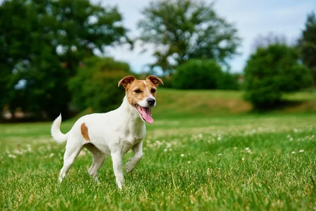 What Were Jack Russell Terriers Bred For? History, Traits & Characteristics