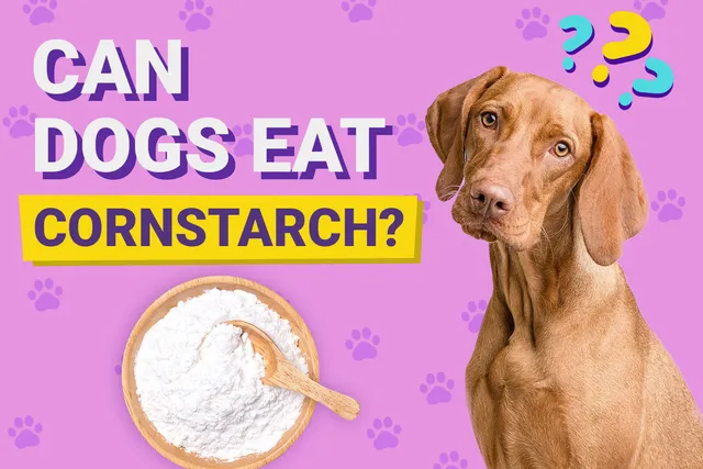 Can Dogs Eat Cornstarch? Vet-Approved Nutrition Guide & FAQ