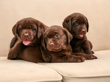 Labrador Retriever Puppies for Sale in Australia: 2026 Breeders List