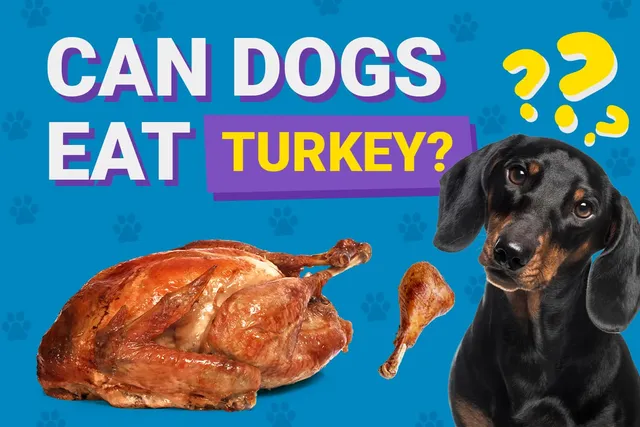 Can Dogs Eat Turkey? Vet-Verified Nutrition Facts & FAQ