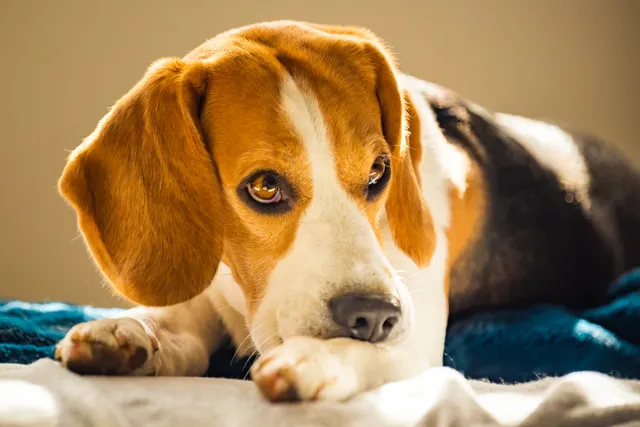Why Do Dogs Bite Themselves? 6 Vet-Verified Reasons & Tips