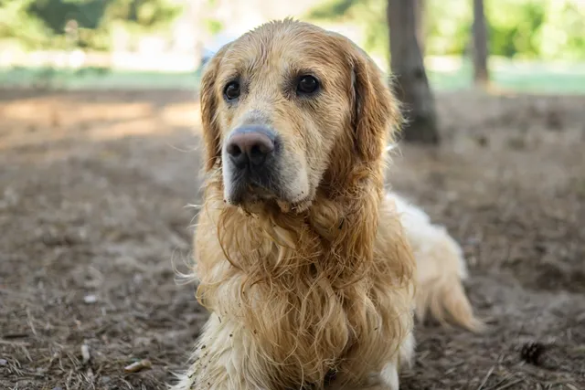 Why Does My Dog Smell So Bad? 7 Vet-Verified Reasons & Helpful Tips