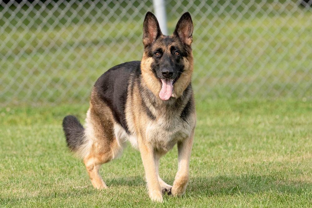 14 Most Popular Dog Breeds In The World 2026 Update Dogster