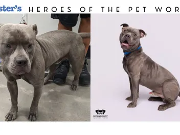 Giving Shelter Pets a Second Shot at Adoption - How One Photographer Is Changing Shelter Pets’ Lives