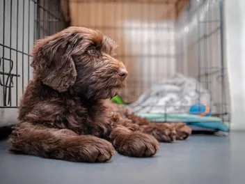 Are There Benefits to Not Crate Training Dogs? Vet-Reviewed Pros & Cons