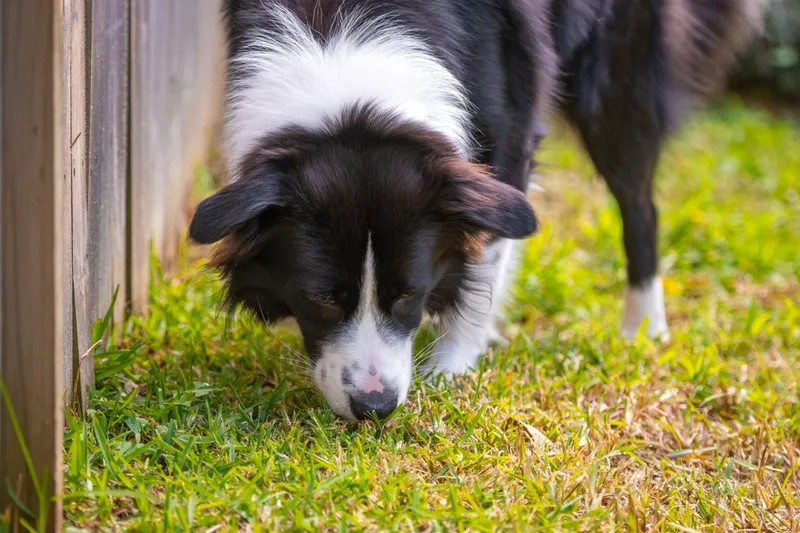 border collie dog sniffing the grass by the fence