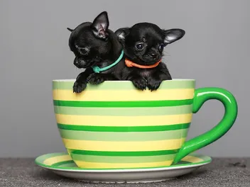 How Long Do Teacup Chihuahuas Live? Vet-Verified Average Lifespan, Data & Care