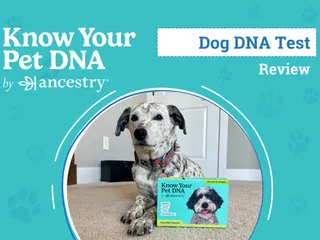 Know Your Pet DNA by Ancestry Review 2026: Our Experience Building Ragz' Family Tree