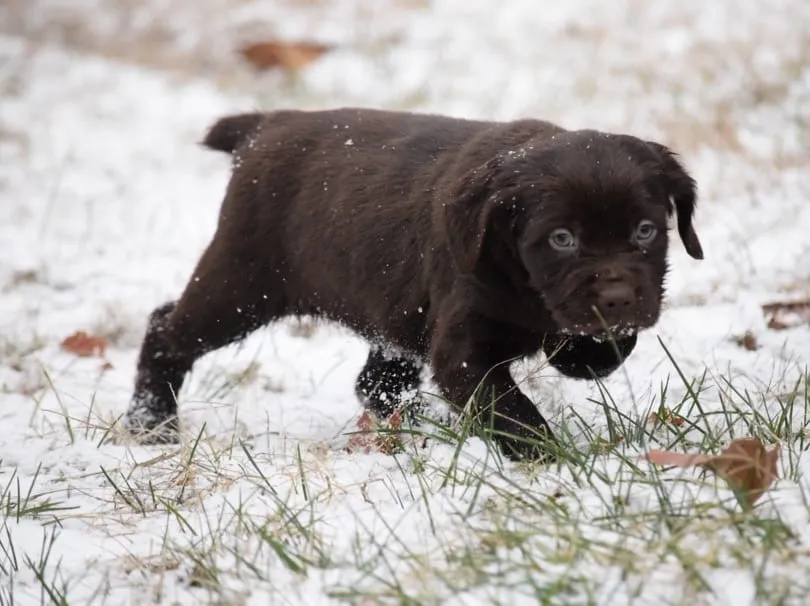 boykin-spaniel-puppy