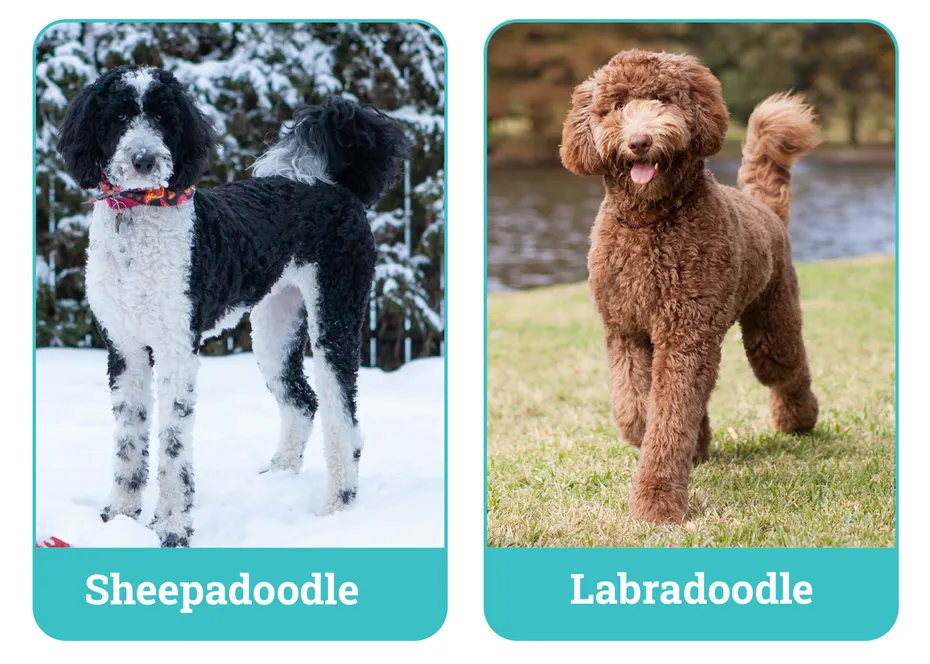 Sheepadoodle vs Labradoodle