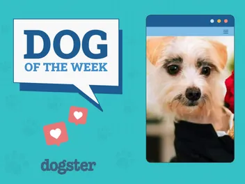 Dogster Photo Contest: Dogs of the Week Winners (November 8, 2024)