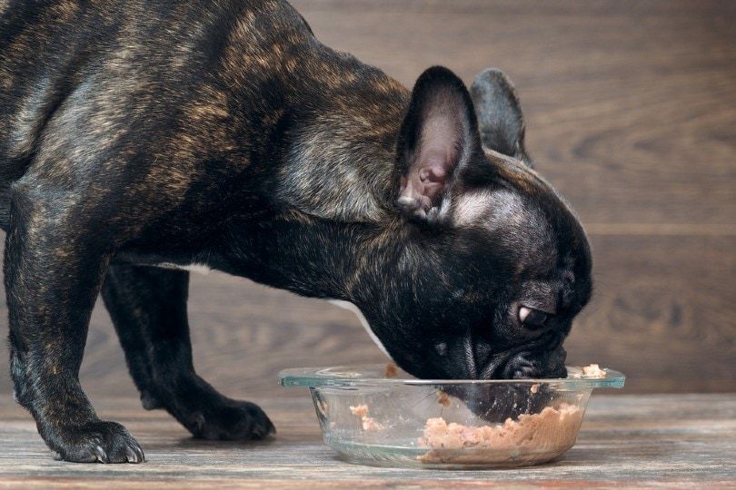 dog eating wet food