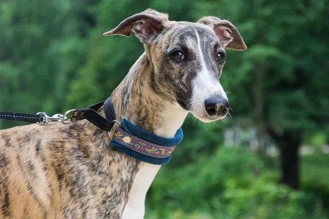 How Smart Is a Whippet? Vet-Verified Facts About Dog Intelligence