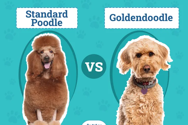 Standard Poodle vs Goldendoodle: The Differences (With Pictures)