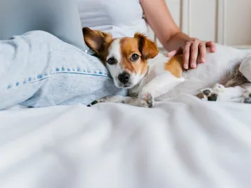 Pawternity Leave: Is Paid Time Off for Pet Care a Reasonable Request or OTT?