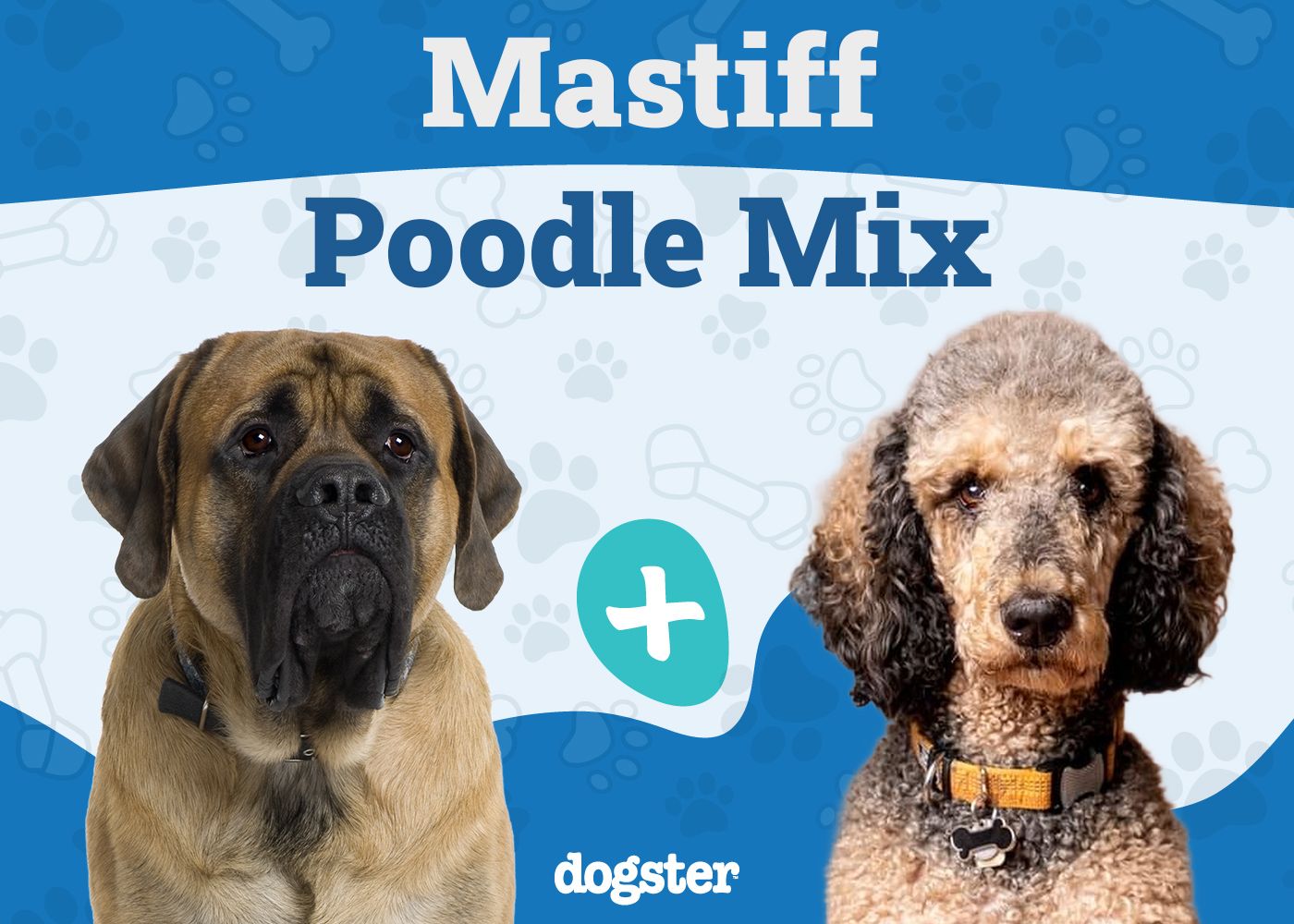 Mastidoodle - Mastiff Poodle Mix