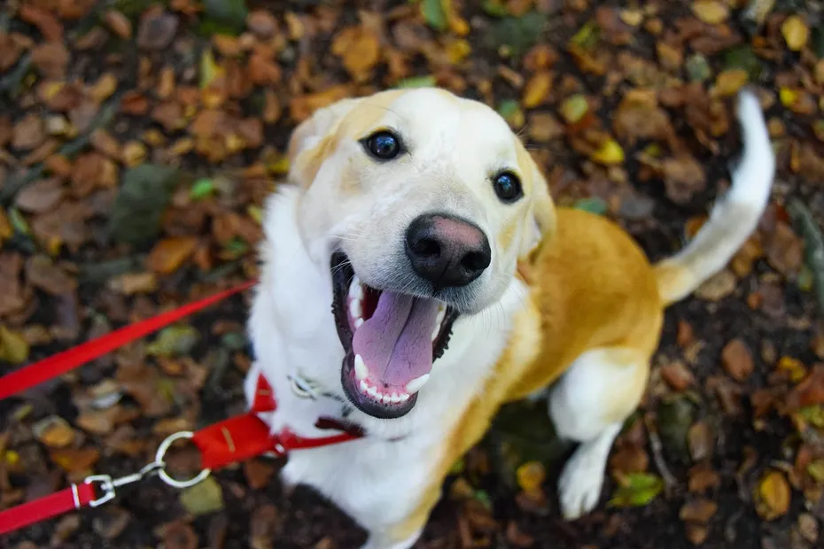 excited dog wearing a leash outdoors