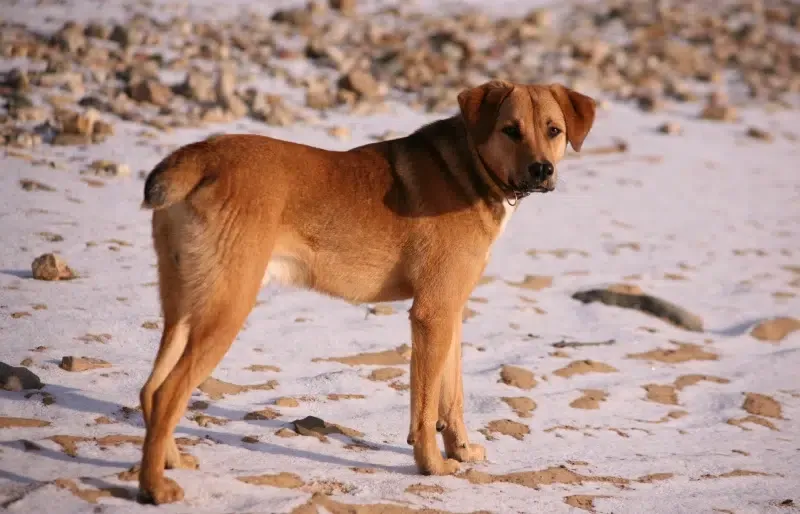 beagle bloodhound mixed breed dog on the beach