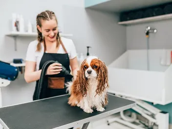 How Often Should I Bathe My Cavalier King Charles Spaniel? Vet-Verified Facts & Tips