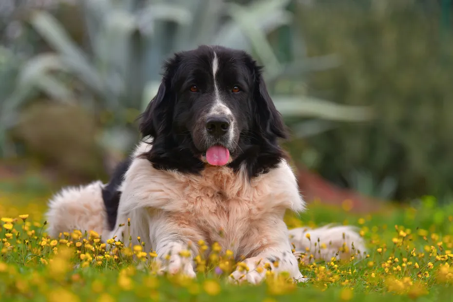 landseer laying down on a flower field