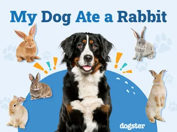 My Dog Ate a Rabbit: What Should I Do? Vet Approved Facts & FAQ