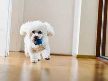 21 Dog Breeds for a First-Time Owner in an Apartment (With Info & Pictures)
