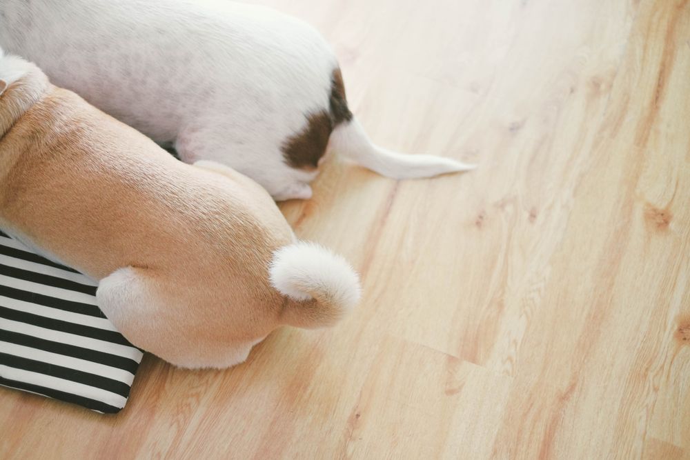 dog tails