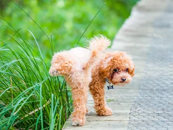 The Gross Dog Pee Habit That Might Be a Health Warning