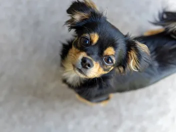 Chilier (Cavalier King Charles Spaniel & Chihuahua Mix): Info, Pictures, Traits & Care