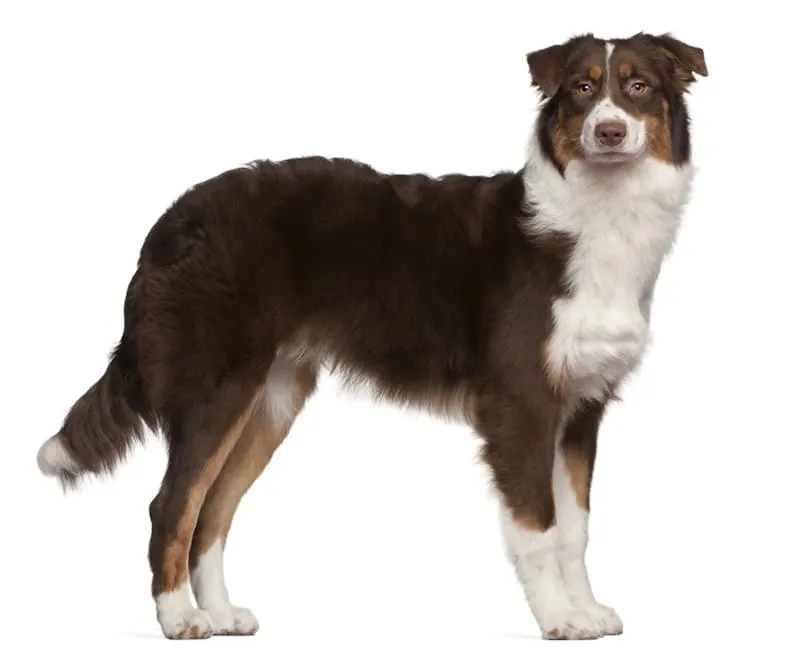 7-month old Australian Shepherd