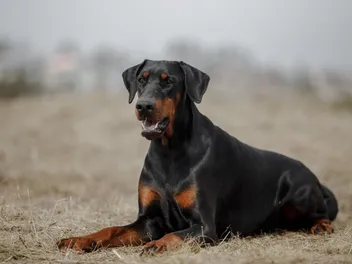 10 Doberman Pros & Cons to Know Before You Adopt