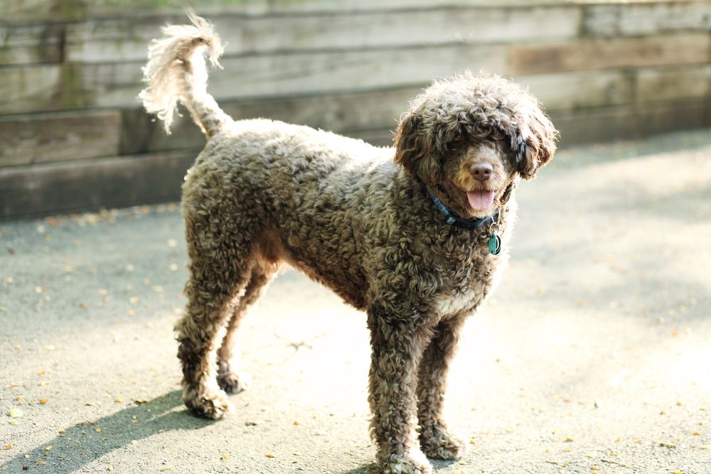 portuguese water dog wags tail outdoors