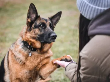 Why Are My Dogs Feet Red? 4 Vet Reviewed Causes